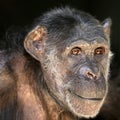 Close up portrait of black Chimpanzee