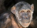 Close up portrait of black Chimpanzee