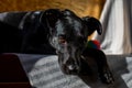 Close-up portrait of a black dog with drooping ears and brown eyes Royalty Free Stock Photo