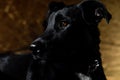 Close-up portrait of a black dog with drooping ears and brown eyes Royalty Free Stock Photo