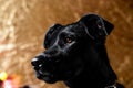 Close-up portrait of a black dog with drooping ears and brown eyes Royalty Free Stock Photo