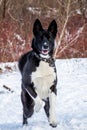 close-up portrait of a black dog dog running in the snow Royalty Free Stock Photo