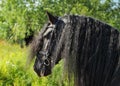 Close up portrait of black friesian draft horse Royalty Free Stock Photo