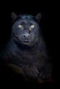 Close up portrait black leopard isolated on black background Royalty Free Stock Photo