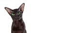 Close up portrait of black oriental shorthair cat isolated on white background. Royalty Free Stock Photo