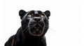 Close-up portrait of black panthera pardus, leopard standing and staring at the camera, isolated on white.