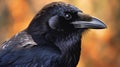 Close up portrait of a black raven, Corvus corax. AI generated.