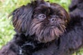 A close up portrait of a black shi tzu dog lying on a grass lawn with a black collar. The animal is resting but alert and is Royalty Free Stock Photo