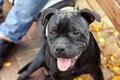 Close up portrait of black Staffordshire BullTerrier sitting on autumn yellow leaves background near its owner legs. Royalty Free Stock Photo