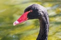 Close up Portrait of a black swan Cygnus atratus Royalty Free Stock Photo