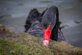 Close up portrait of a black swan Royalty Free Stock Photo