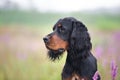 Close-up portrait of Black and tan setter gordon dog sitting in the field in summer