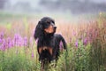 Close-up portrait of Black and tan setter gordon dog standing in the field in summer Royalty Free Stock Photo