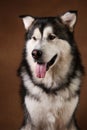 Portrait of alaskan malamute dog sitting in studio on brown blackground and looking aside Royalty Free Stock Photo