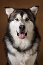 Portrait of alaskan malamute dog sitting in studio on brown blackground and looking at camera Royalty Free Stock Photo