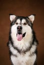 Portrait of alaskan malamute dog sitting in studio on brown blackground and looking at camera Royalty Free Stock Photo