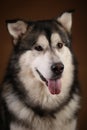 Portrait of alaskan malamute dog sitting in studio on brown blackground and looking at camera Royalty Free Stock Photo
