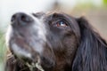 Close up portrait of a black and white brittany spaniel