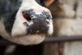 Close up portrait of the black and white cow, cows wet nose Royalty Free Stock Photo