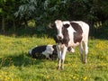 close up portrait and black and white dairy cow in farm field sp Royalty Free Stock Photo