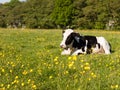 close up portrait and black and white dairy cow in farm field sp