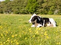 close up portrait and black and white dairy cow in farm field sp Royalty Free Stock Photo