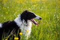 Close-up Portrait of black and white dog breed russian borzoi lying in the green grass and yellow buttercup meadow Royalty Free Stock Photo