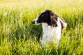 Close-up Portrait of black and white dog breed russian borzoi lying in the green grass and yellow buttercup meadow Royalty Free Stock Photo