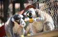 Close up portrait of black and white ruffled lemur eating fresh fruit, strepsirrhine nocturnal primates