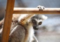 Close up portrait of black and white ruffled lemur sitting on a ladder watching, strepsirrhine nocturnal primates