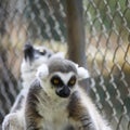 strepsirrhine nocturnal primates lemur Royalty Free Stock Photo