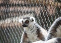 Black and white ruffled lemur sitting on a ledge Royalty Free Stock Photo