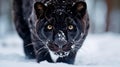 Close-up portrait of black wild panther on snow