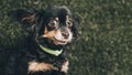 Close up portrait of black young cute russian toy terrier puppy dog looking front Royalty Free Stock Photo