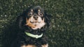 Close up portrait of black young cute russian toy terrier puppy dog looking front Royalty Free Stock Photo