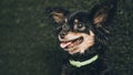 Close up portrait of black young cute russian toy terrier puppy dog looking front Royalty Free Stock Photo