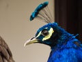 Close-up portrait of blue adult male Common Peacock Pavo cristatus Royalty Free Stock Photo