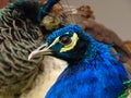 Close-up portrait of blue adult male Common Peacock Pavo cristatus Royalty Free Stock Photo