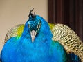 Close-up portrait of blue adult male Common Peacock Pavo cristatus Royalty Free Stock Photo