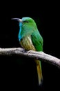 Close up portrait of Blue-bearded Bee-eater