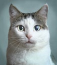 Close up portrait of blue eyed cat Royalty Free Stock Photo