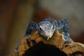 Close up portrait of blue spotted tree monitor Royalty Free Stock Photo