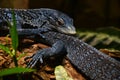 Close up portrait of blue spotted tree monitor Royalty Free Stock Photo