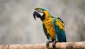 Close up portrait of The blue-and-yellow macaw (Ara ararauna), also known as the blue-and-gold macaw.