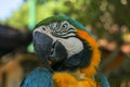 Close up portrait of blue and yellow macaw at Bali Bird Park ZOO. Blue-yellow macaw parrot portrait. Macro portrait of a beautiful Royalty Free Stock Photo