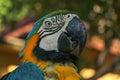 Close up portrait of blue and yellow macaw at Bali Bird Park ZOO. Blue-yellow macaw parrot portrait. Macro portrait of a beautiful Royalty Free Stock Photo