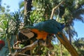 Close up portrait of blue and yellow macaw at Bali Bird Park ZOO. Blue-yellow macaw parrot portrait. Macro portrait of a beautiful Royalty Free Stock Photo