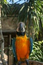 Close up portrait of blue and yellow macaw at Bali Bird Park ZOO. Blue-yellow macaw parrot portrait. Macro portrait of a beautiful Royalty Free Stock Photo