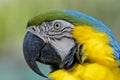 Close up portrait of a Blue-and-Yellow Macaw, parrot Royalty Free Stock Photo