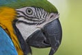Close up portrait of a Blue-and-Yellow Macaw, parrot Royalty Free Stock Photo
